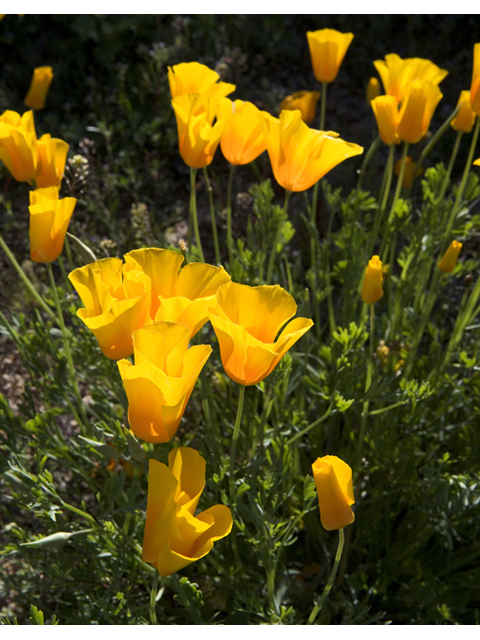 Eschscholzia californica (California poppy) #47934
