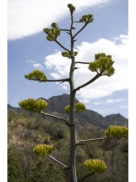 Agave havardiana (Havard's century plant) #47961