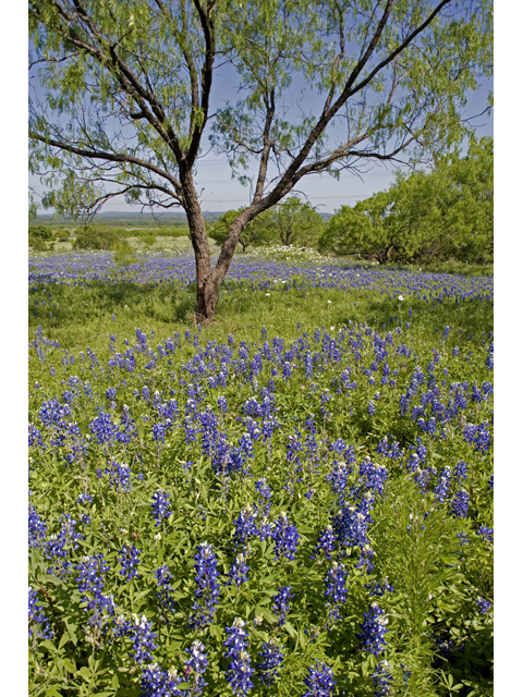 Lupinus texensis (Texas bluebonnet) #47969