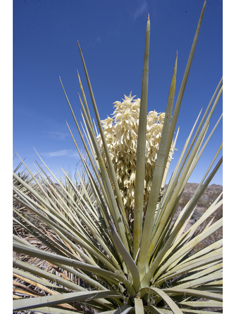 Yucca torreyi (Torrey yucca) #48003