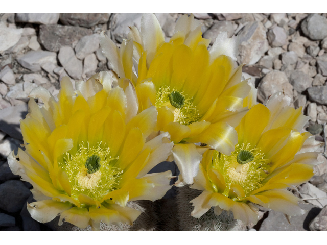 Echinocereus dasyacanthus (Texas rainbow cactus) #48013