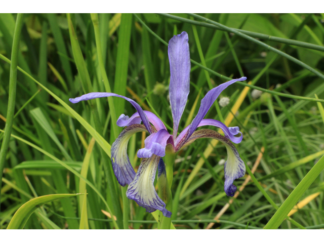 Iris prismatica (Slender blue iris) #38504