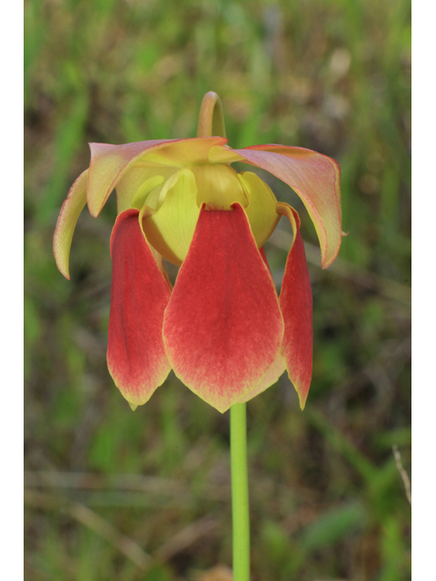 Sarracenia rehderi (Rehder's hybrid pitcherplant) #38507