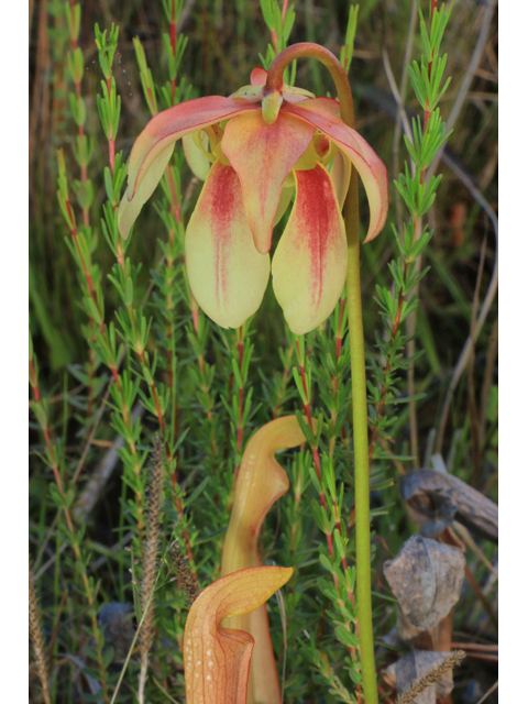 Sarracenia rehderi (Rehder's hybrid pitcherplant) #38513