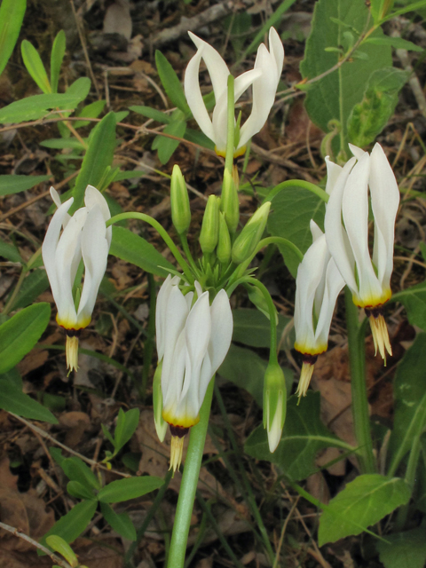 Dodecatheon meadia (Eastern shooting star) #38556