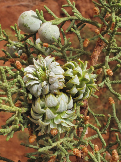 Juniperus osteosperma (Utah juniper) #38573