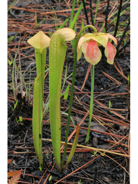 Sarracenia rehderi (Rehder's hybrid pitcherplant) #38605