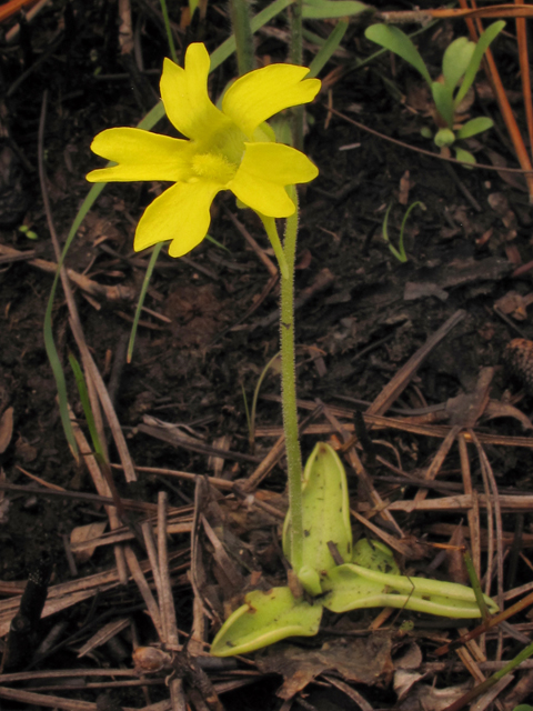 Pinguicula lutea (Yellow butterwort) #38615