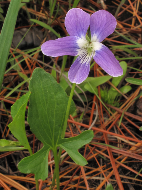 Viola septemloba (Southern coastal violet) #38622