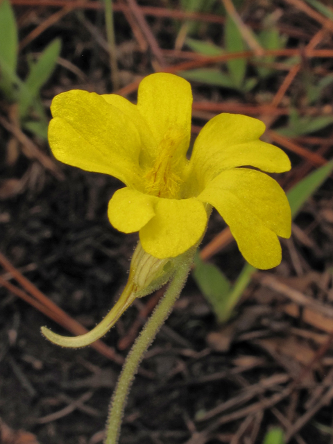 Pinguicula lutea (Yellow butterwort) #38623