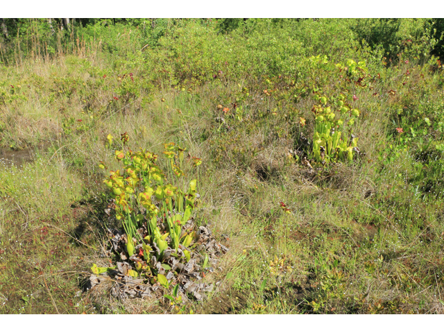 Sarracenia catesbaei (Pitcherplant) #38662