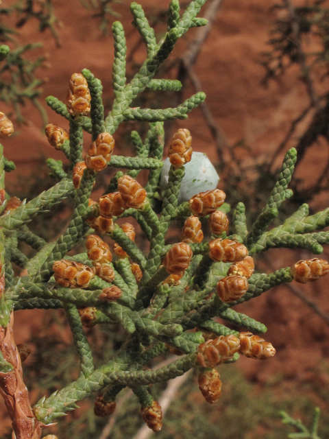 Juniperus osteosperma (Utah juniper) #38673