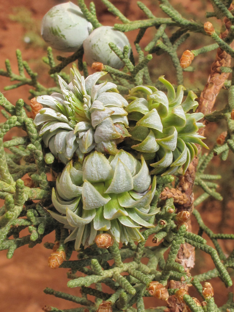 Juniperus osteosperma (Utah juniper) #38674