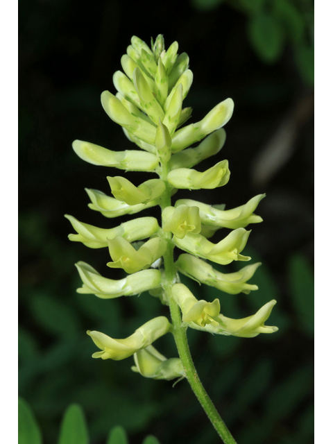 Astragalus canadensis (Canadian milkvetch) #39229