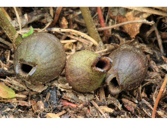 Hexastylis arifolia var. ruthii (Ruth's little brown jug) #39263