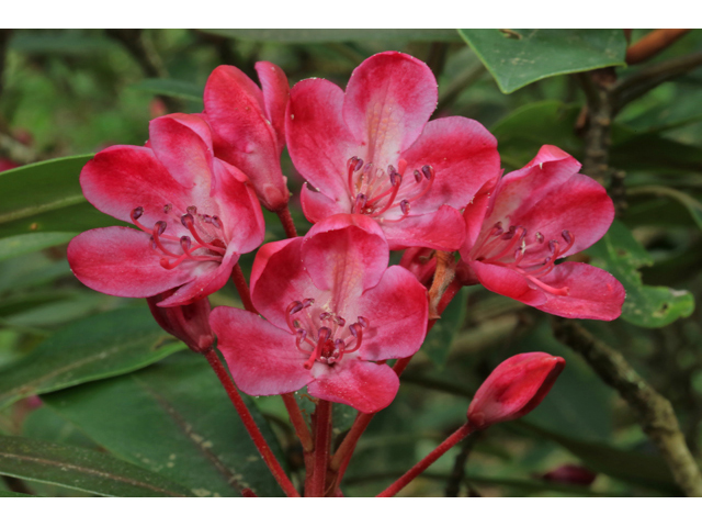 Rhododendron maximum (Great laurel) #39298