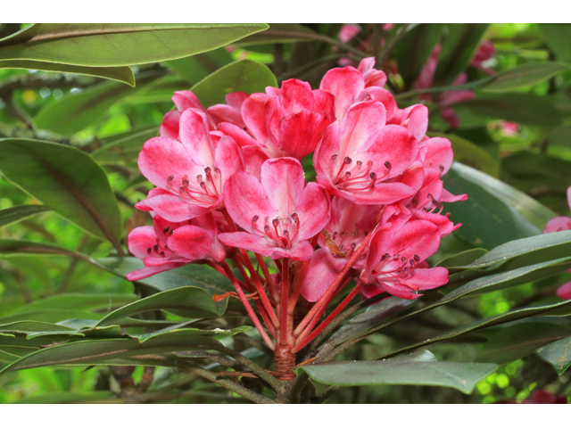 Rhododendron maximum (Great laurel) #39301