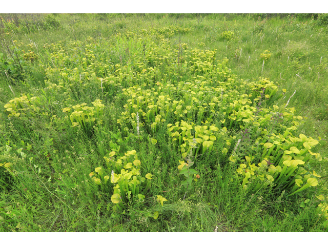 Sarracenia oreophila (Green pitcherplant) #39305