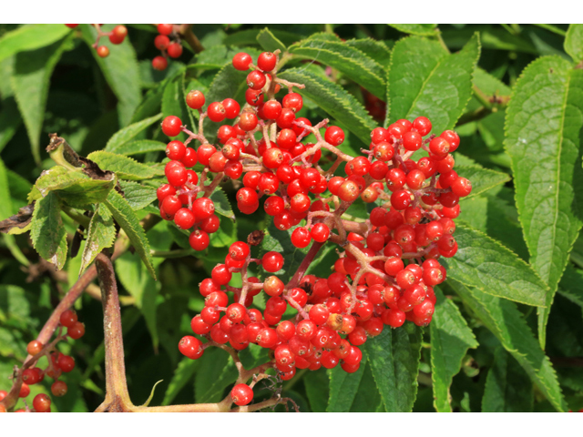 Sambucus racemosa var. racemosa (Red elderberry) #39307