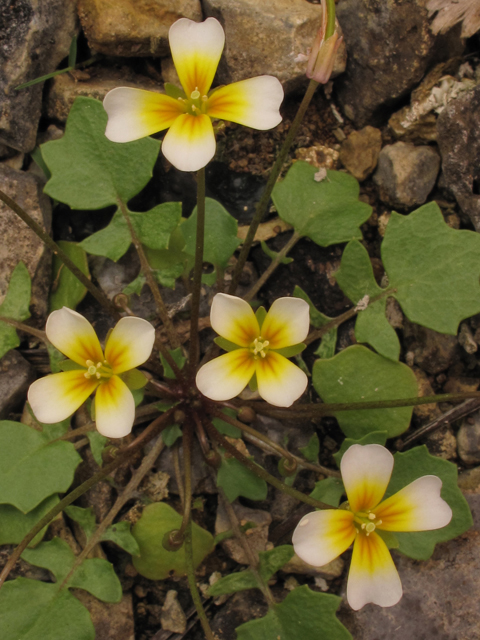 Leavenworthia exigua var. exigua (Tennessee gladecress) #39338