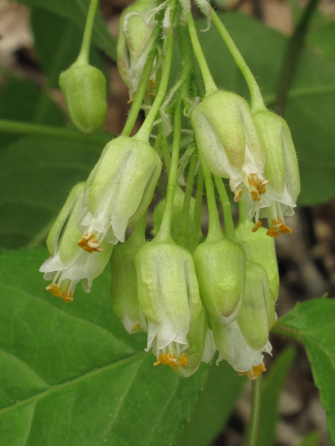 Staphylea trifolia (American bladdernut) #39385