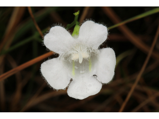 Agalinis linifolia (Flaxleaf false foxglove) #39422