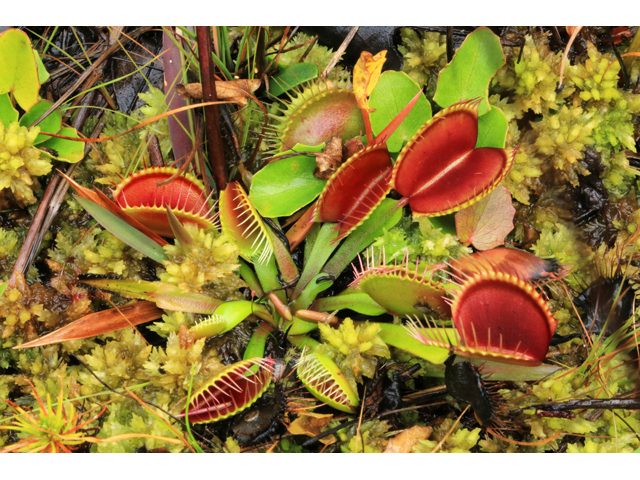 Dionaea muscipula (Venus flytrap) #39437