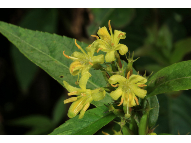 Diervilla sessilifolia (Southern bush honeysuckle) #39440