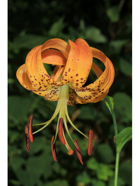 Lilium superbum (Turk's-cap lily) #39467