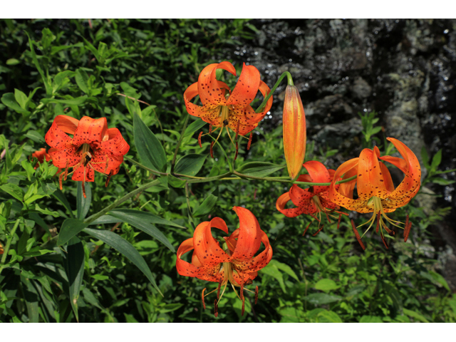 Lilium superbum (Turk's-cap lily) #39469