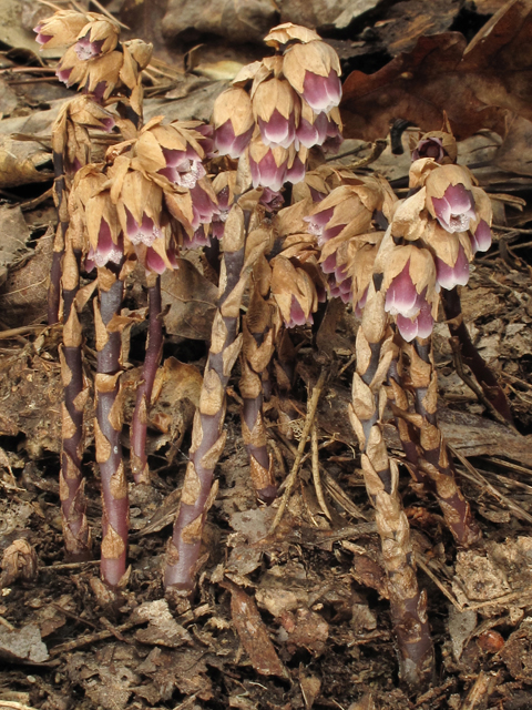 Monotropsis odorata (Sweet pinesap) #39473