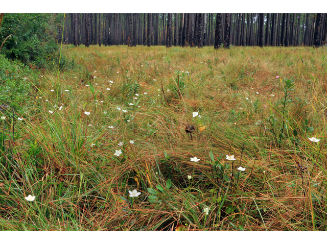 Parnassia caroliniana (Carolina grass-of-parnassus) #39481