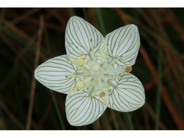 Parnassia caroliniana (Carolina grass-of-parnassus) #39483