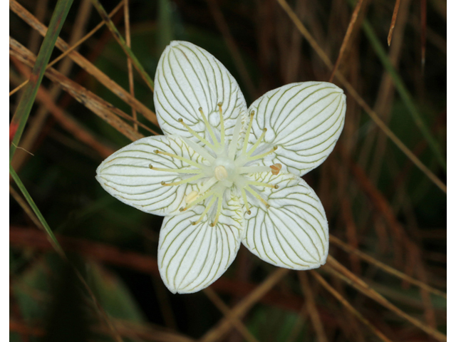 Parnassia caroliniana (Carolina grass-of-parnassus) #39484