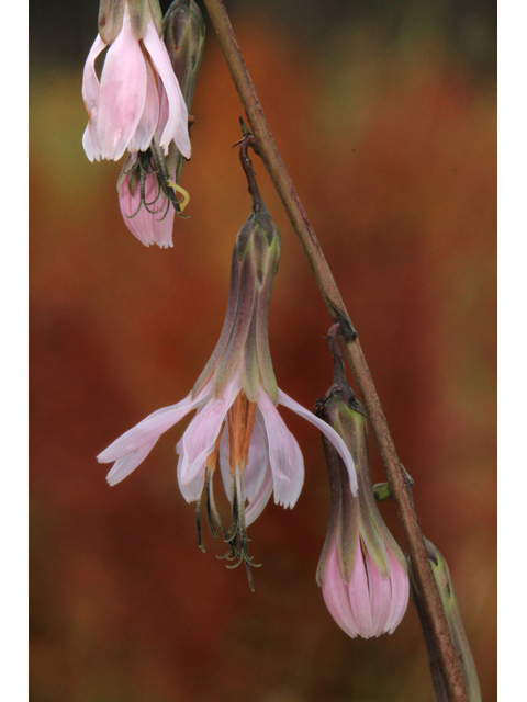Prenanthes autumnalis (Slender rattlesnakeroot) #39489