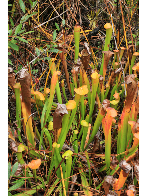 Sarracenia harperi (Harper's hybrid pitcherplant) #39494