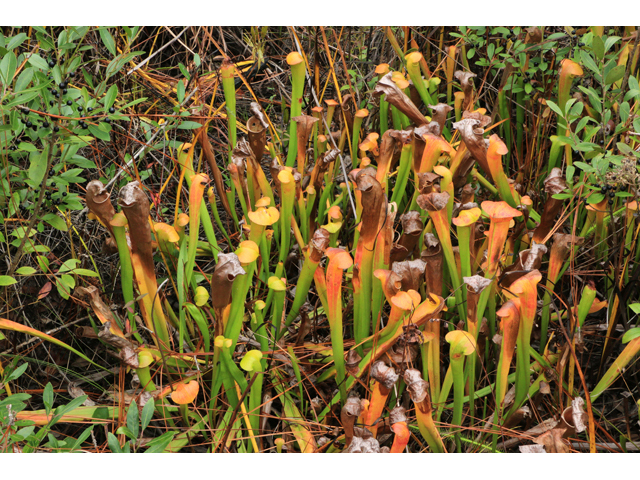 Sarracenia harperi (Harper's hybrid pitcherplant) #39495