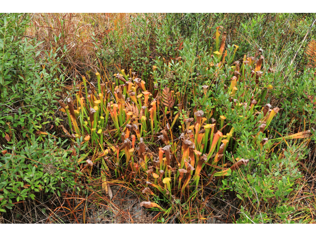Sarracenia harperi (Harper's hybrid pitcherplant) #39496