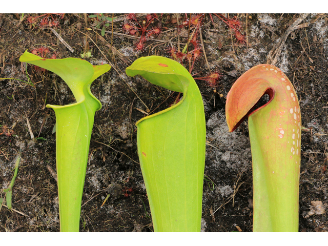 Sarracenia harperi (Harper's hybrid pitcherplant) #39497