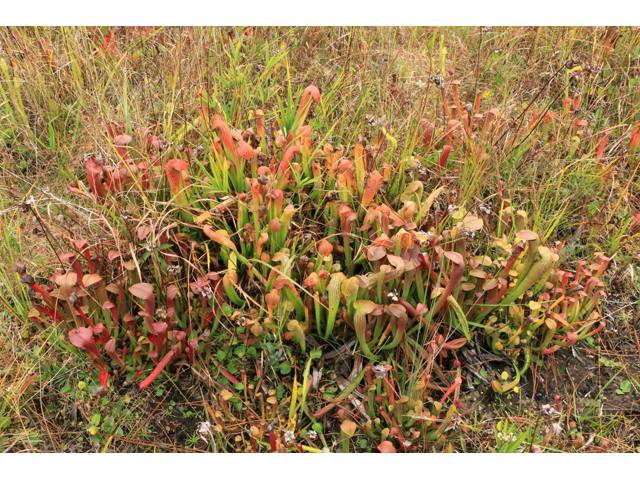 Sarracenia rehderi (Rehder's hybrid pitcherplant) #39501