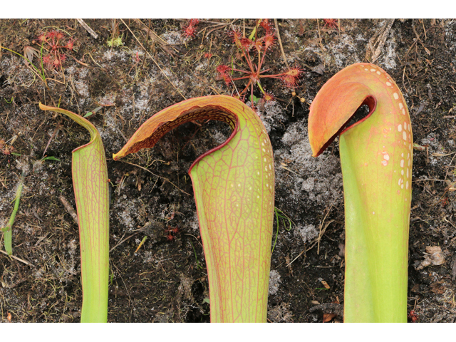 Sarracenia rubra (Sweet pitcherplant) #39502