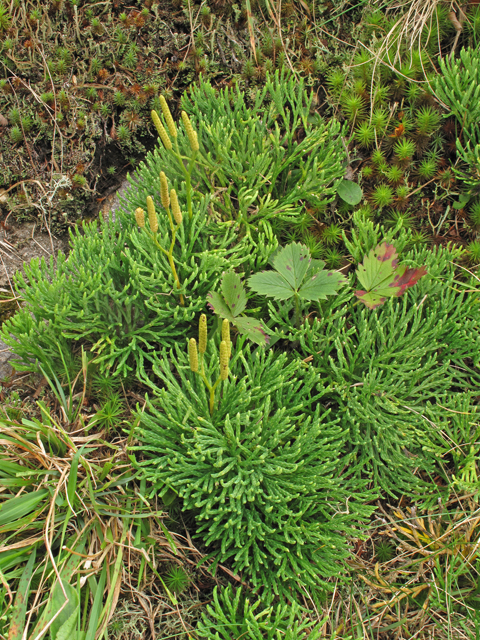 Lycopodium tristachyum (Deeproot club-moss) #40203
