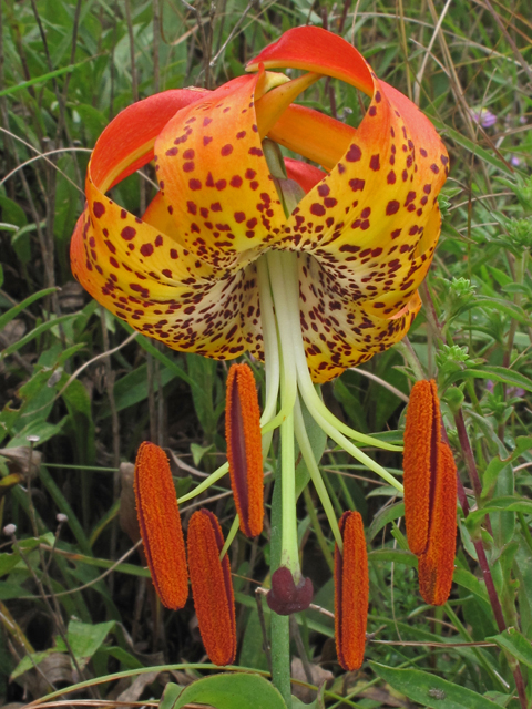 Lilium michauxii (Carolina lily) #40254