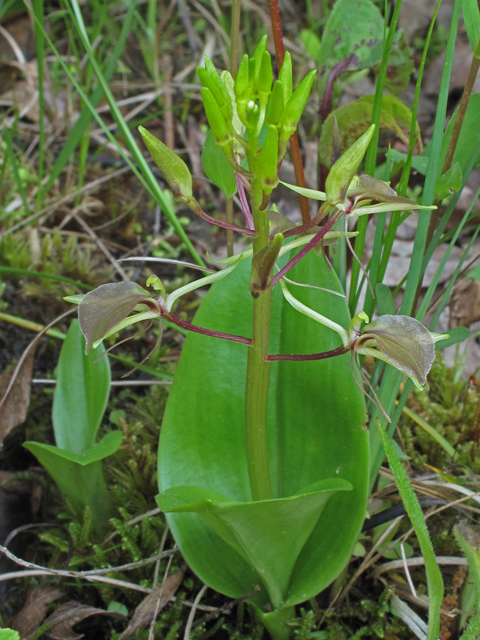 Liparis liliifolia (Brown widelip orchid) #40263