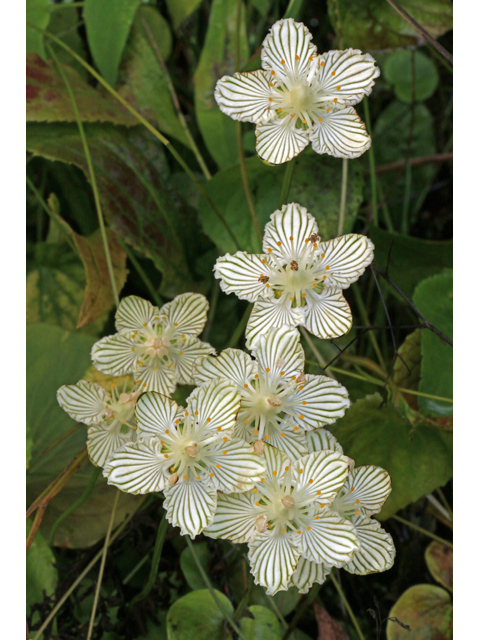 Parnassia asarifolia (Kidneyleaf grass-of-parnassus) #40302