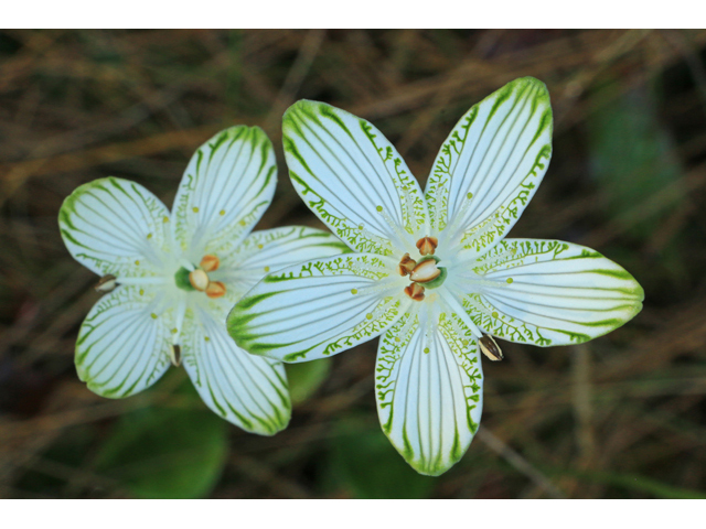 Parnassia grandifolia (Largeleaf grass-of-parnassus) #40304