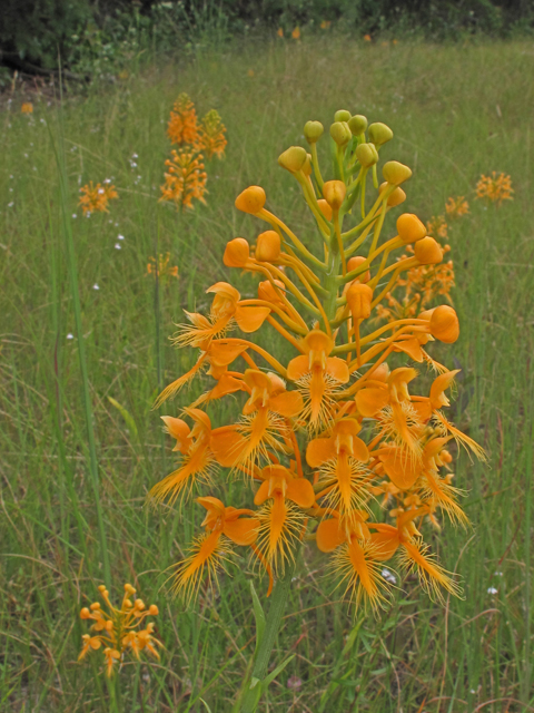 Platanthera ciliaris (Orange fringed orchid) #40314