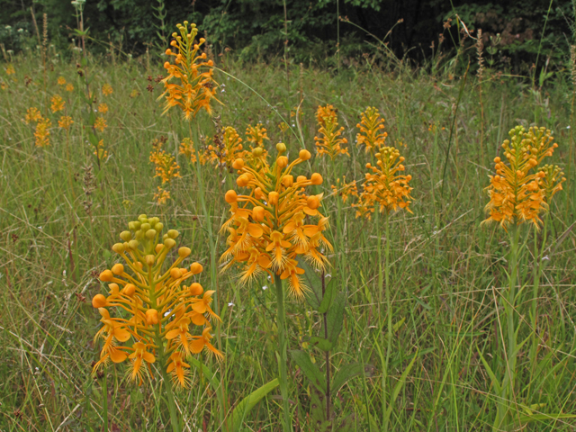 Platanthera ciliaris (Orange fringed orchid) #40315