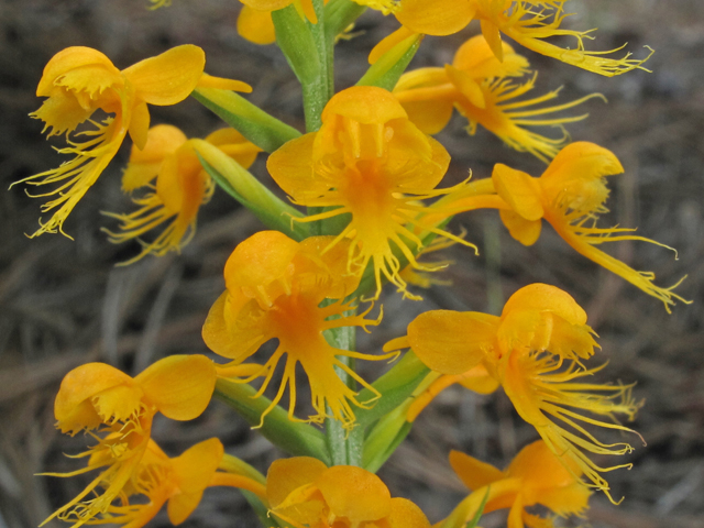 Platanthera cristata (Crested yellow orchid) #40319