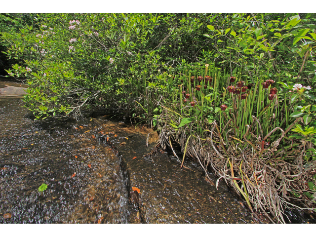 Sarracenia rubra ssp. jonesii (Jones' pitcherplant) #40351